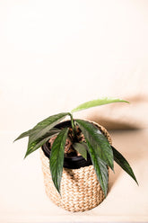 Rhaphidophora beccarii variegata